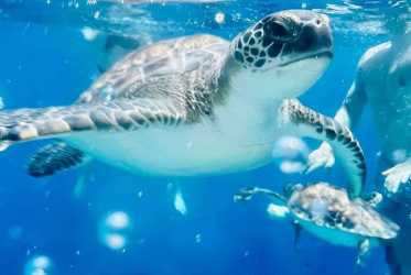 Wycieczka Miasto duchów, Famagusta, Salamina z rejsem na Blue Lagoon i zatokę żółwi z Larnaki