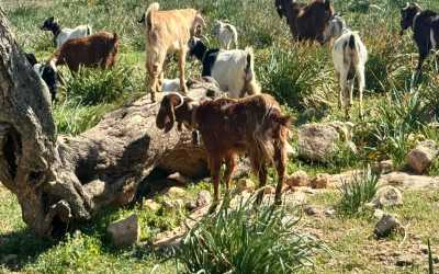 Wycieczka Marathon Jeep Safari Pisouri z Pafos