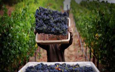 Wycieczka Szlakiem Cypryjskich Winnic - Kalamos Winiarnia